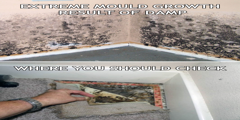 9 Ways to protect and fight against DAMP!